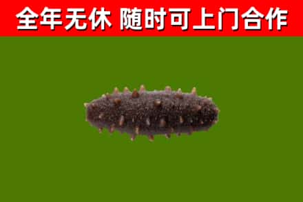 思茅回收海参干